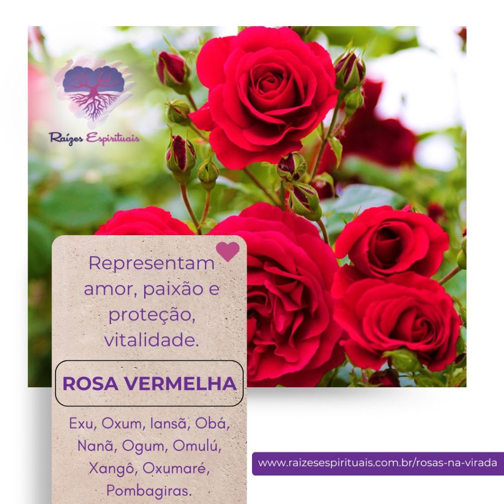 Uso das rosas na virada do ano